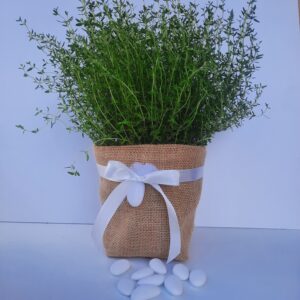 Pianta aromatica con 1 confetto