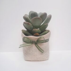 Piantina con portavasetto iuta