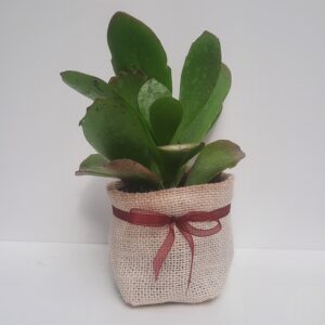 Pianta grassa nella iuta