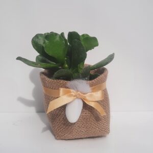 Pianta grassa nella iuta con 1 confetto