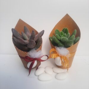 Piantina grassa nella carta con 1 confetto